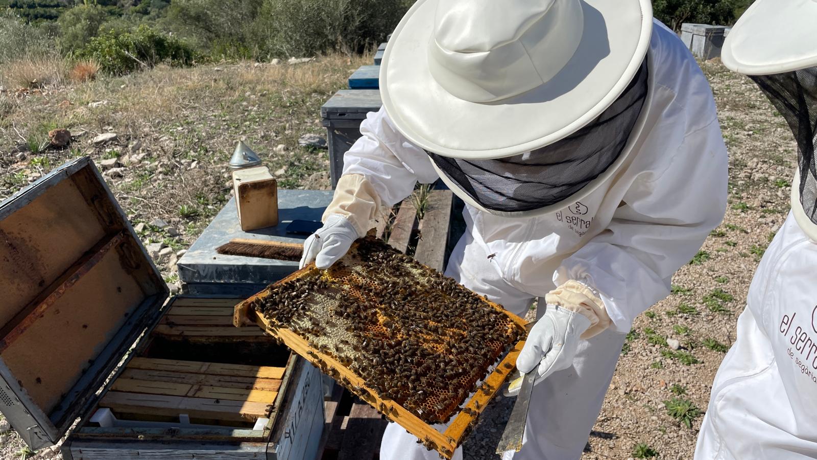 Beekeeping on the Costa Blanca in Spain - Apicultura en la Costa Blanca con www.experienciascostablanca.com