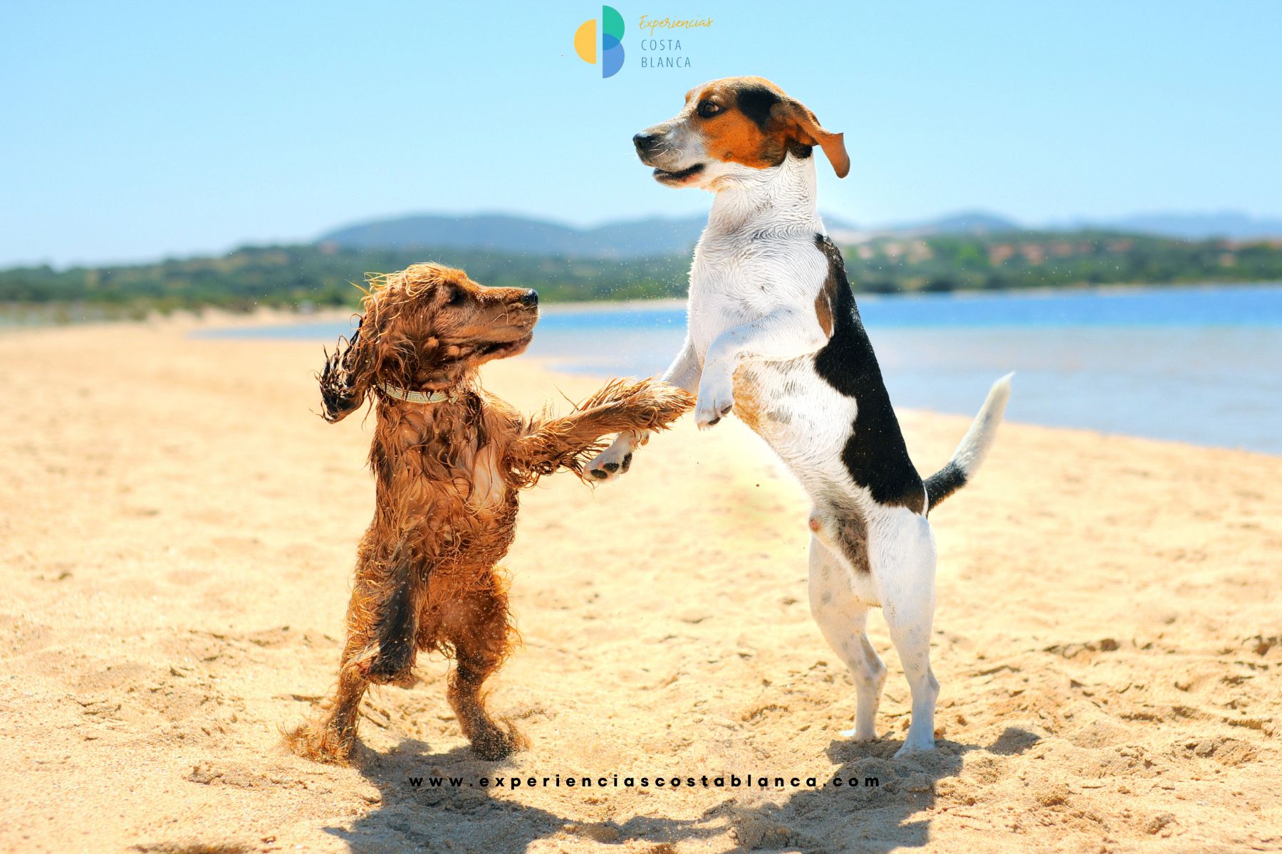 El mejor amigo del humano feliz en la playa de la Costa Blanca - www.experienciascostablanca.com