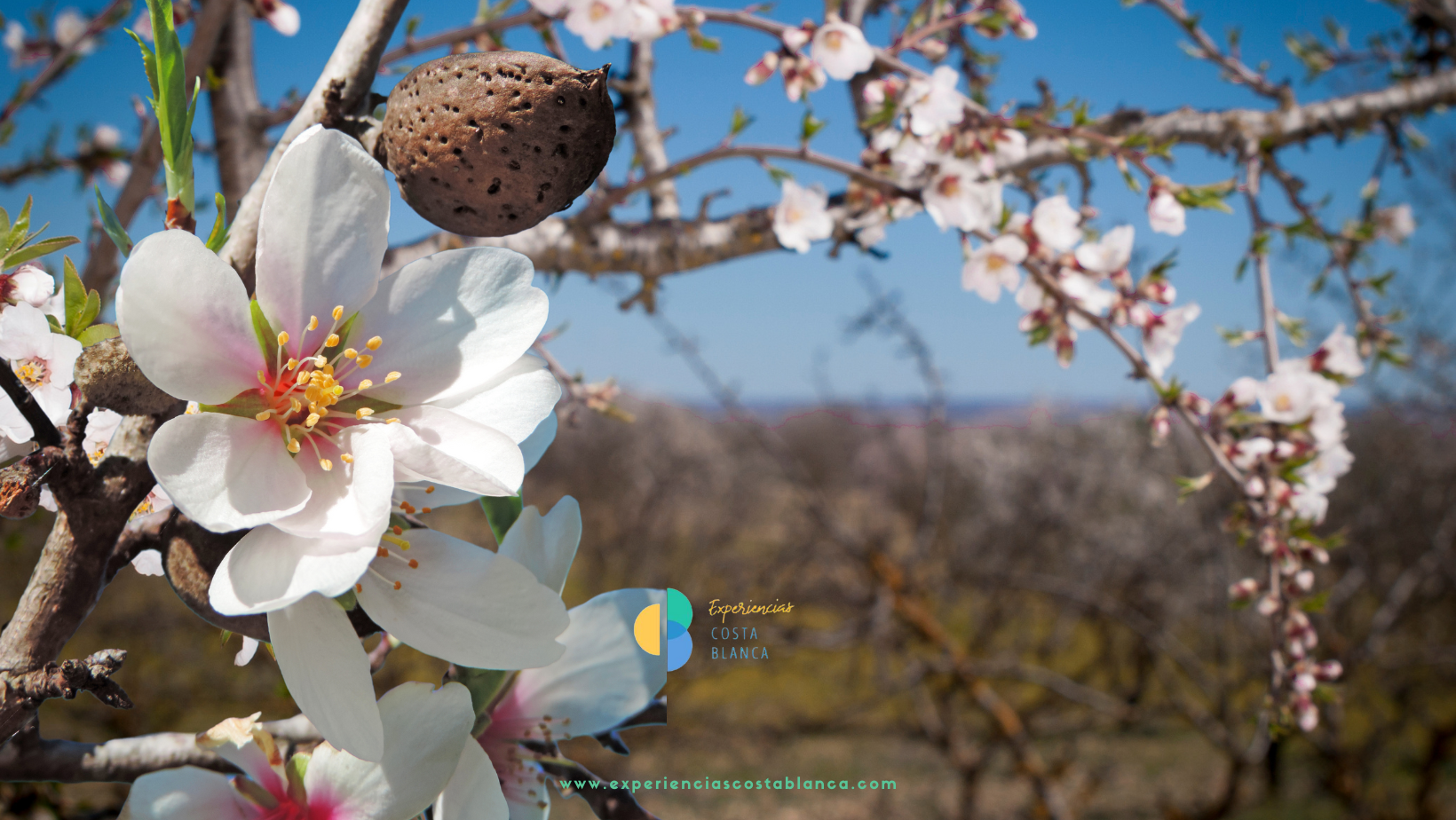 El espectáculo de la floración de los almendros en la Costa Blanca - www.experienciascostablanca.com